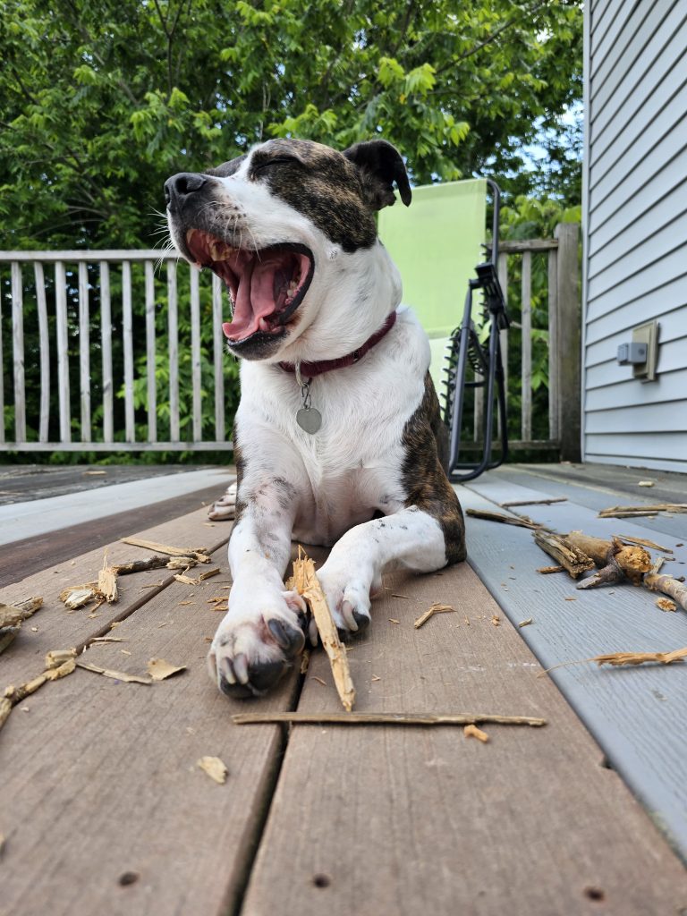 My brindle and white dog Leo yawning