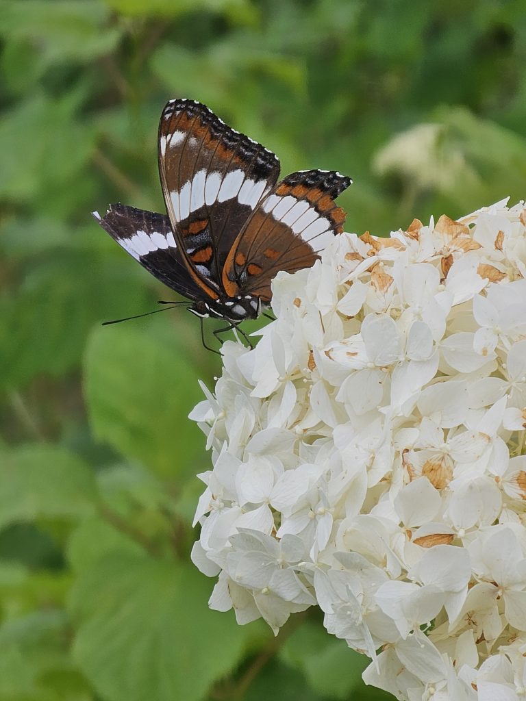 A brown butterfly with a broken wing on a white flower