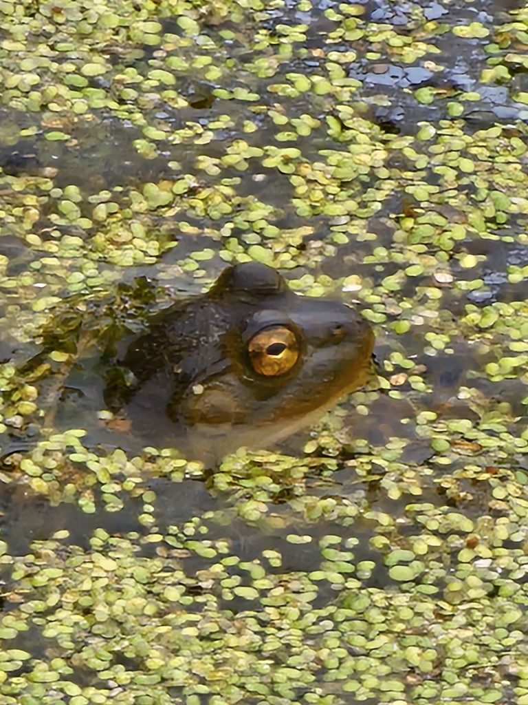A brown frog in a pond covered in aquatic plants
