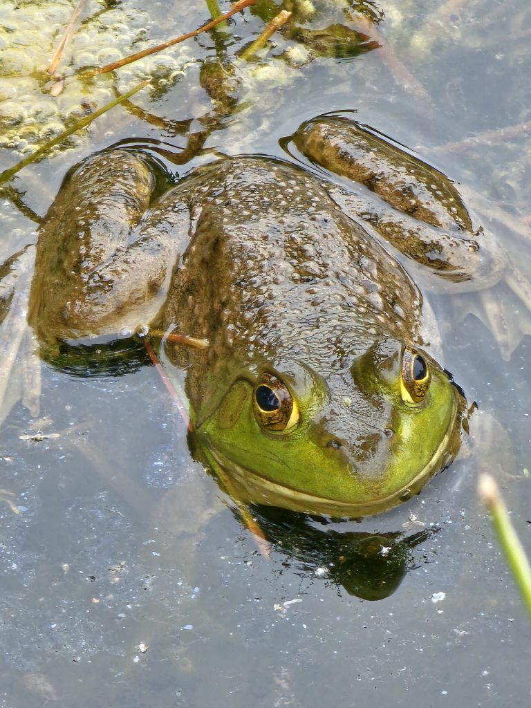 a green frog in a pond looking at the camera