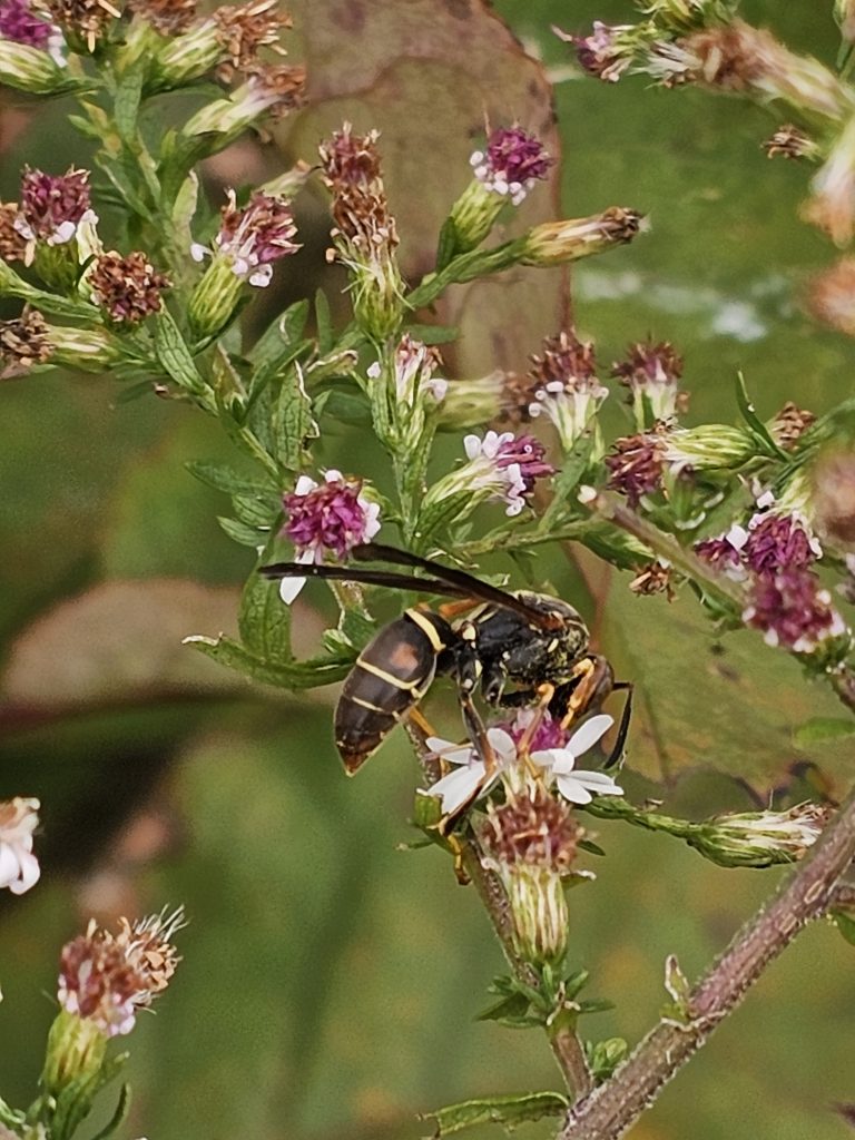 a hornet on a flower