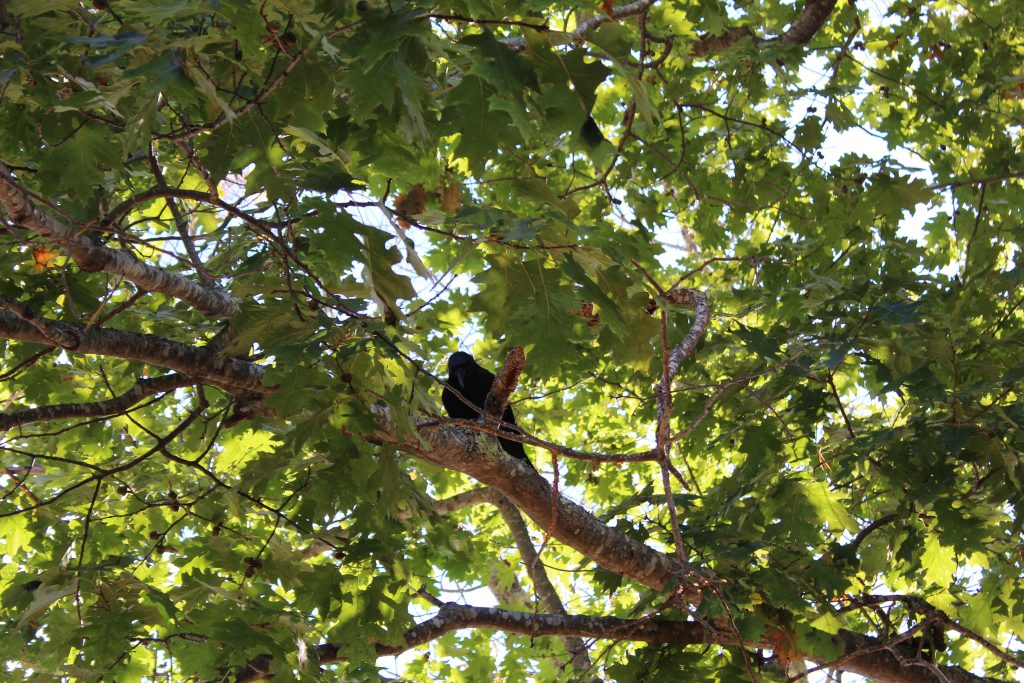 a crow looking at the camera from a tree