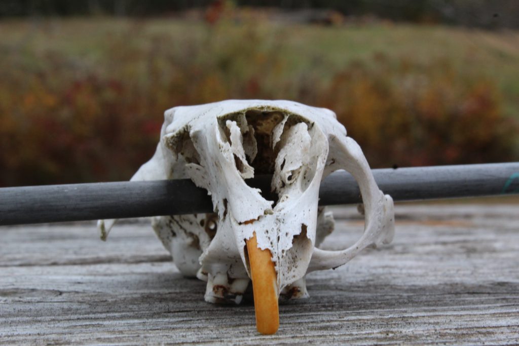 a groundhog skull with an arrow through both eye sockets