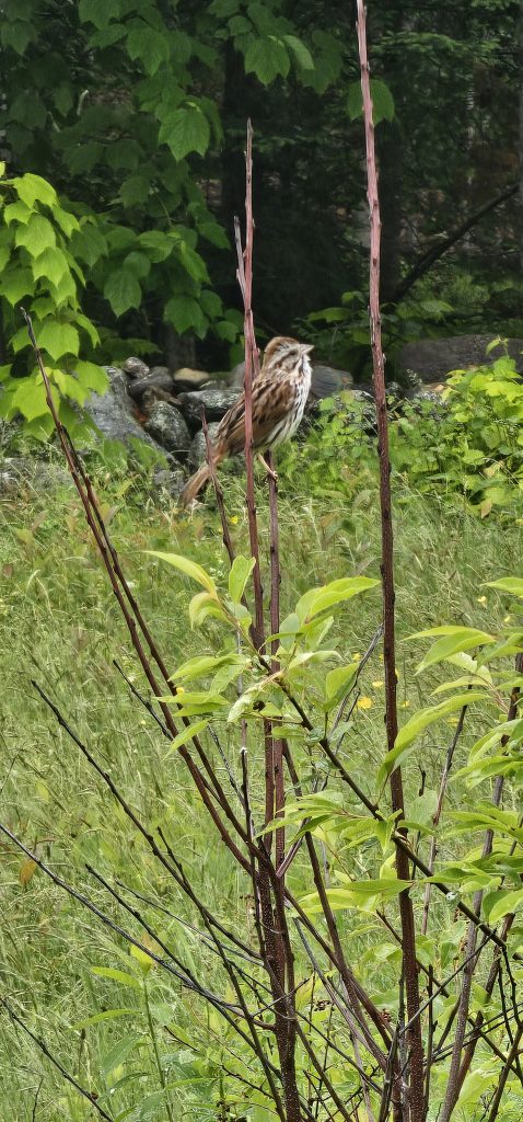 a sparrow perched on a limb